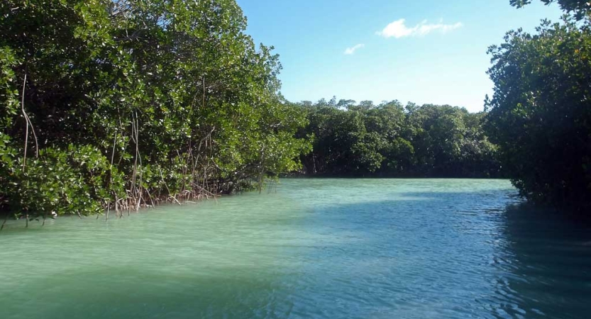 Between thick green trees, a blue-green river flows. 